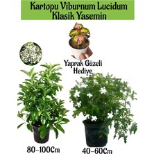 Serada Decor Plant Kartopu Viburnum 1 Adet+Klasik Izmir Yasemini 1 Adet+Yaprak Güzeli Hediye Bahçe Bitkisi