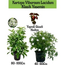 Serada Decor Plant Kartopu Viburnum 1 Adet+Klasik Izmir Yasemini 1 Adet+Yaprak Güzeli Hediye Bahçe Bitkisi