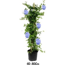 Serada Decor Plant Kartopu Viburnum 1 Adet+Mavi Yasemin Çiçeği1 Adet+Yaprak Güzeli Hediye Bahçe Bitkisi