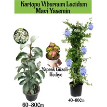 Serada Decor Plant Kartopu Viburnum 1 Adet+Mavi Yasemin Çiçeği1 Adet+Yaprak Güzeli Hediye Bahçe Bitkisi