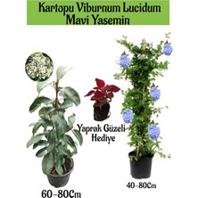 Serada Decor Plant Kartopu Viburnum 1 Adet+Mavi Yasemin Çiçeği1 Adet+Yaprak Güzeli Hediye Bahçe Bitkisi