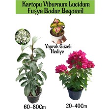 Serada Decor Plant Kartopu Viburnum 1 Adet+Fuşya Bodur Begonvil1 Adet+Yaprak Güzeli Hediye Bahçe Bitkisi