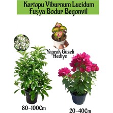 Serada Decor Plant Kartopu Viburnum 1 Adet+Fuşya Bodur Begonvil1 Adet+Yaprak Güzeli Hediye Bahçe Bitkisi