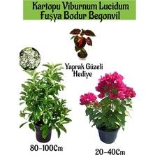 Serada Decor Plant Kartopu Viburnum 1 Adet+Fuşya Bodur Begonvil1 Adet+Yaprak Güzeli Hediye Bahçe Bitkisi