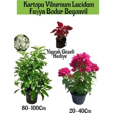 Serada Decor Plant Kartopu Viburnum 1 Adet+Fuşya Bodur Begonvil1 Adet+Yaprak Güzeli Hediye Bahçe Bitkisi
