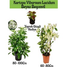 Serada Decor Plant Kartopu Viburnum 1 Adet+Beyaz Begonvil 1 Adet+Yaprak Güzeli Hediye Bahçe Bitkisi