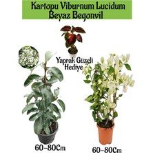 Serada Decor Plant Kartopu Viburnum 1 Adet+Beyaz Begonvil 1 Adet+Yaprak Güzeli Hediye Bahçe Bitkisi