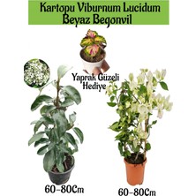 Serada Decor Plant Kartopu Viburnum 1 Adet+Beyaz Begonvil 1 Adet+Yaprak Güzeli Hediye Bahçe Bitkisi