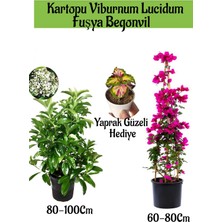 Serada Decor Plant Kartopu Viburnum 1 Adet+Fuşya Begonvil 1 Adet+Yaprak Güzeli Hediye Bahçe Bitkisi