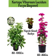 Serada Decor Plant Kartopu Viburnum 1 Adet+Fuşya Begonvil 1 Adet+Yaprak Güzeli Hediye Bahçe Bitkisi