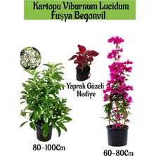 Serada Decor Plant Kartopu Viburnum 1 Adet+Fuşya Begonvil 1 Adet+Yaprak Güzeli Hediye Bahçe Bitkisi