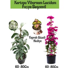 Serada Decor Plant Kartopu Viburnum 1 Adet+Fuşya Begonvil 1 Adet+Yaprak Güzeli Hediye Bahçe Bitkisi