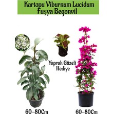 Serada Decor Plant Kartopu Viburnum 1 Adet+Fuşya Begonvil 1 Adet+Yaprak Güzeli Hediye Bahçe Bitkisi