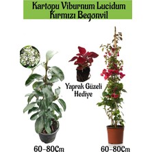 Serada Decor Plant Kartopu Viburnum 1 Adet+Kırmızı Begonvil 1 Adet+Yaprak Güzeli Hediye Bahçe Bitkisi