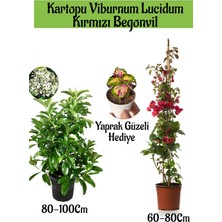 Serada Decor Plant Kartopu Viburnum 1 Adet+Kırmızı Begonvil 1 Adet+Yaprak Güzeli Hediye Bahçe Bitkisi