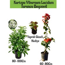 Serada Decor Plant Kartopu Viburnum 1 Adet+Turuncu Begonvil 1 Adet+Yaprak Güzeli Hediye Bahçe Bitkisi