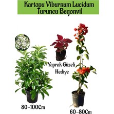 Serada Decor Plant Kartopu Viburnum 1 Adet+Turuncu Begonvil 1 Adet+Yaprak Güzeli Hediye Bahçe Bitkisi