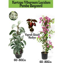 Serada Decor Plant Kartopu Viburnum 1 Adet+Pembe Begonvil 1 Adet+Yaprak Güzeli Hediye Bahçe Bitkisi