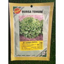 Bursa Tohum Bt Ivanka Marul 10 Gr x 3 Adet