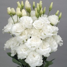 Bilgarden Katmerli Allamonde S.white Lisianthus Çiçeği Fidesi (3 Adet)