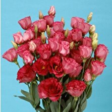 Bilgarden Katmerli Advantage Crimson Lisianthus Çiçeği Fidesi (3 Adet)