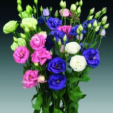 Bilgarden Mix Karışık Renkli Lisianthus Çiçeği Çiçeği Fidesi (50 Adet)