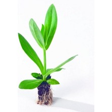 Bilgarden Katmerli Advantage Purple Lisianthus Çiçeği Fidesi (3 Adet)