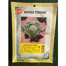 Bursa Tohum Yedikule 5701 Marul 10 Gr x 3 Adet