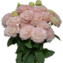 Tohum Bul Katmerli Light Pink Lisianthus Çiçeği Fidesi (10 Adet)