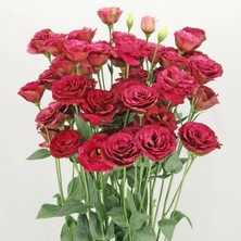 Tohum Bul Katmerli Advantage Red Lisianthus Çiçeği Fidesi (3 Adet)