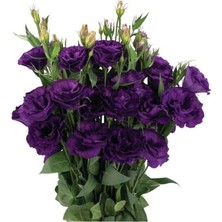 Tohum Bul Katmerli Advantage Purple Lisianthus Çiçeği Fidesi (10 Adet)