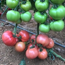 Tohum Bul Sazak Etli Dev Kokulu Sırık Beef Domates Fidesi (5 Fide)