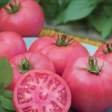 Tohum Bul Irina Etli Kokulu Sırık Pembe Domates Fidesi (5 Fide)