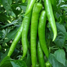 Tohum Bul Yediveren Klarnet Etli Tatlı Sivri Biber Fidesi (5 Fide)