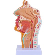 Sant Kuee  Burun Boşluğu Boğaz Anatomisi Modeli Insan Anatomik Farenks Larinks Modeli Öğrenciler Için Çalışma Ekranı Öğretim (Yurt Dışından)