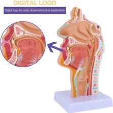 Sant Kuee  Burun Boşluğu Boğaz Anatomisi Modeli Insan Anatomik Farenks Larinks Modeli Öğrenciler Için Çalışma Ekranı Öğretim (Yurt Dışından)