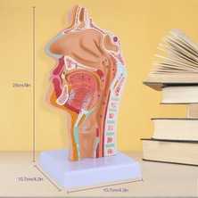 Sant Kuee  Burun Boşluğu Boğaz Anatomisi Modeli Insan Anatomik Farenks Larinks Modeli Öğrenciler Için Çalışma Ekranı Öğretim (Yurt Dışından)