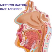 Sant Kuee  Burun Boşluğu Boğaz Anatomisi Modeli Insan Anatomik Farenks Larinks Modeli Öğrenciler Için Çalışma Ekranı Öğretim (Yurt Dışından)