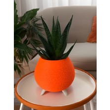 Paprika Saksı - Dekoratif Vemodern