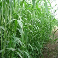 Esin Sorgum Sudan Otu Tohumu 5 kg