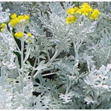 Bahçevilya Kül Çalısı [bahçe Külü Çiçeği]senecio Bicolor 1 Adet Fidan Saksılı