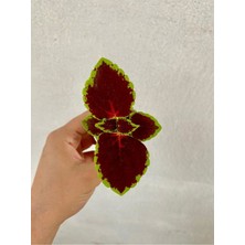 Bitkim Sende Bordo Yeşil Renk Yaprak Güzeli Çiçeği 1 Adet SAKSILI(10-15CM) Bahçe Peyzaj Seti(Kolyos)