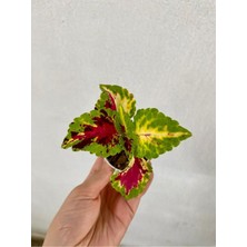 Serada Decor Plant Karşık Renk Yaprak Güzeli Çiçeği 1 Adet SAKSILI(10-15CM) Bahçe Peyzaj Seti(Kolyos)