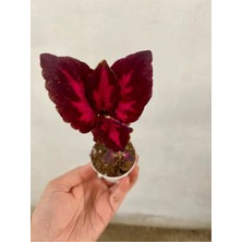 Serada Decor Plant Kırmızı Bordo Renk Yaprak Güzeli Çiçeği 1 Adet SAKSILI(10-15CM) Bahçe Peyzaj Seti(Kolyos)