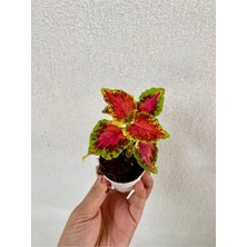 Serada Decor Plant Kırmızı Yeşil Renk Yaprak Güzeli Çiçeği 1 Adet SAKSILI(10-15CM) Bahçe Peyzaj Seti(Kolyos)