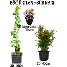 Serada Decor Plant Böğütlen Meyve Fidanı 1 Adet + Bodur Süs Narı Fidanı 1 Adet+Telgraf Çiçeği Hediye