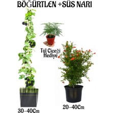 Serada Decor Plant Böğütlen Meyve Fidanı 1 Adet + Bodur Süs Nar Fidanı 1 Adet+Tül Kuşkonmaz Hediye