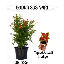 Serada Decor Plant Bodur Süs Narı Fidanı 1 Adet Saksılı/tüplü+ Yaprak Güzeli Hediyeli Bahçe Peyzaj Seti