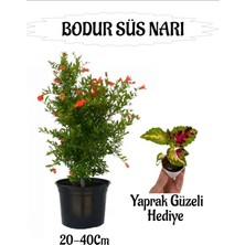 Serada Decor Plant Bodur Süs Narı Fidanı 1 Adet Saksılı/tüplü+ Yaprak Güzeli Hediyeli Bahçe Peyzaj Seti