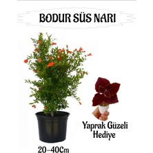 Serada Decor Plant Bodur Süs Narı Fidanı 1 Adet Saksılı/tüplü+ Bordo Yaprak Güzeli Hediyeli Bahçe Peyzaj Seti